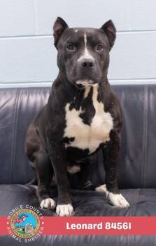 Leonard -  Mixed Breed Dog for Adoption in Mobile, Alabama - Leonard | PetCurious