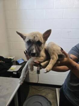 Border Collie and Husky Dogs Available for Adoption in Sacramento, California - Teeter | PetCurious