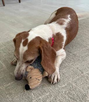 Teela -  Beagle Dog for Adoption in Dunnellon, Florida - Teela | PetCurious