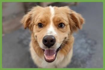 Sulley -  Australian Shepherd and Labrador Retriever Dog for Adoption in Amherst, Massachusetts - Sulley | PetCurious