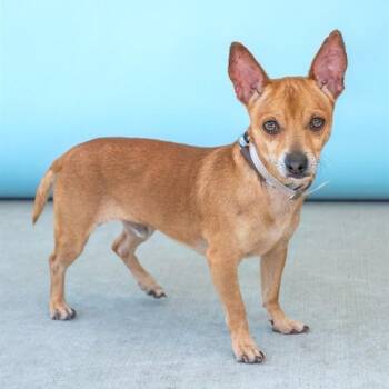 Chihuahua and Mixed Breed Dogs Available for Adoption in Long Beach, California - Waffles | PetCurious