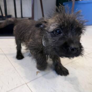 Celeste -  Cairn Terrier Dog for Adoption in Latrobe, Pennsylvania - Celeste | PetCurious