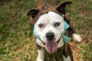 Kai -  Mixed Breed Dog Available for Adoption in Myrtle Beach, South Carolina - Kai | PetCurious
