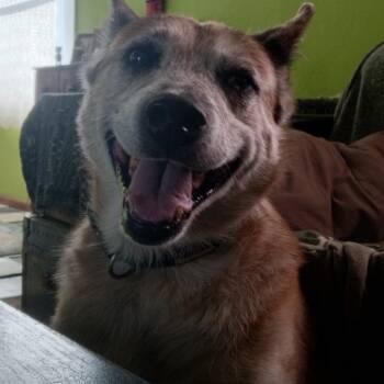 Rescue Shepherd Dogs for Adoption in Flagstaff, Arizona - Edward | PetCurious