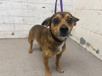 Chihuahua and Mixed Breed Dogs Available for Adoption - PLUTO | PetCurious