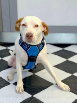 Pit Bull Terrier and Mixed Breed Dogs Available for Adoption in Savage, Minnesota - Bo | PetCurious