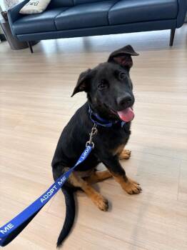 German Shepherd Dog Dogs Available for Adoption in Frisco, Texas - Walter | PetCurious