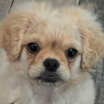 Justice -  Shih Tzu Dog for Adoption in Brockport, New York - Justice | PetCurious
