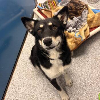 Ziggy -  Husky and Border Collie Dog for Adoption in Clavet, Saskatchewan - Ziggy | PetCurious