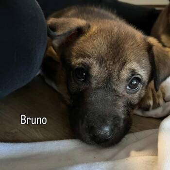German Shepherd Dog and Husky Dogs Available for Adoption - Bruno~ Adorable And Happy | PetCurious