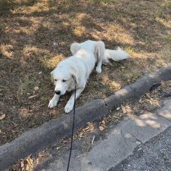 Alistair D46572 -  Great Pyrenees Dog for Adoption in Corsicana, Texas - Alistair D46572 | PetCurious