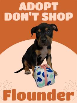 American Staffordshire Terrier Dogs Available for Adoption in Arlington, Texas - Flounder | PetCurious