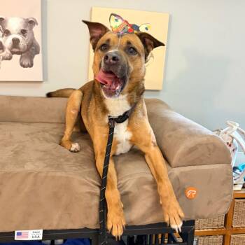 Joey -  Shepherd Dog for Adoption in Belleville, Illinois - Joey | PetCurious