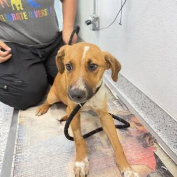 Justice - P -  Hound and Mixed Breed Dog for Adoption in Daytona Beach, Florida - Justice - P | PetCurious