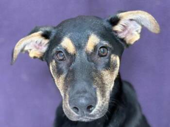 Ramona -  Doberman Pinscher Dog for Adoption in Portland, Oregon - Ramona | PetCurious