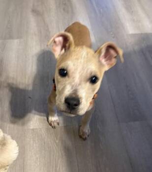 Go Pro -  Mixed Breed Dog for Adoption in Chamblee, Georgia - Go Pro | PetCurious