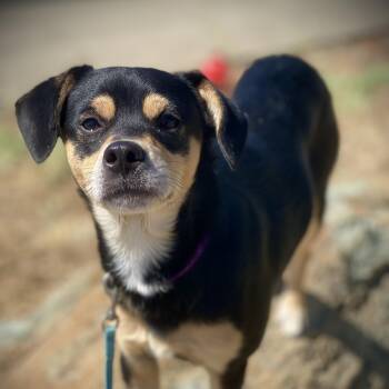 Happy -  Toy Fox Terrier and Chihuahua Dog for Adoption in San Andreas, California - Happy | PetCurious