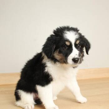 Australian Shepherd and Cattle Dog Dogs Available for Adoption - Regina D68134 | PetCurious