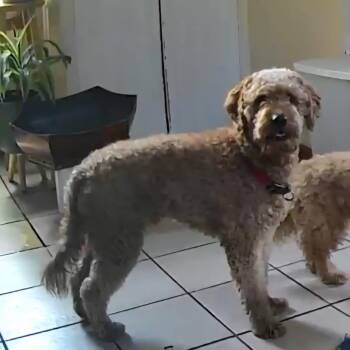 Golden Retriever and Poodle Dogs Available for Adoption - Leo- D10576 | PetCurious