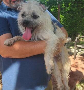 Rescue Pug and Schnauzer Dogs for Adoption in Miami, Florida - Honey | PetCurious