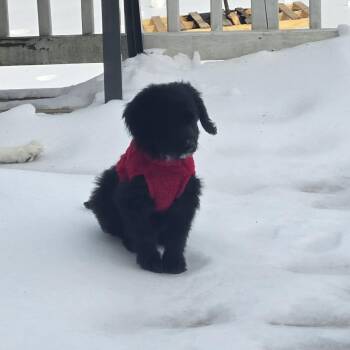 Poodle Dogs Available for Adoption - Brienne | PetCurious