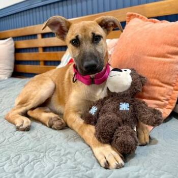 Labrador Retriever and German Shepherd Dog Dogs Available for Adoption - May Flowers May Steal Your Heart | PetCurious