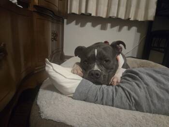 Terrier Dogs Available for Adoption - Sherm | PetCurious