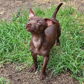 Jeffe -  Chihuahua Dog for Adoption in Colleyville, Texas - Jeffe | PetCurious