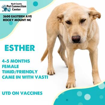 ESTHER  Available NOW - ADOPTION or RESCUE! -  Mixed Breed Dog for Adoption in Nashville, North Carolina - ESTHER  Available NOW - ADOPTION Or RESCUE! | PetCurious