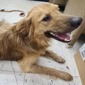 Danny Mercer -  Golden Retriever Dog for Adoption in Louisville, Kentucky - Danny Mercer | PetCurious