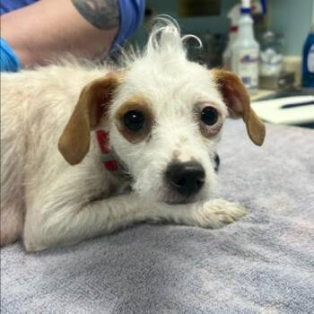 Mixed Breed Dogs Available for Adoption in State College, Pennsylvania - Thimble | PetCurious