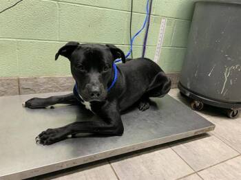 American Staffordshire Terrier and Mixed Breed Dogs Available for Adoption - CINDERBLOCK | PetCurious