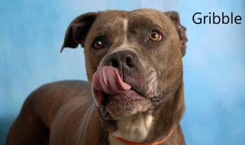 Gribble -  Pit Bull Terrier Dog for Adoption in Mount Vernon, Ohio - Gribble | PetCurious