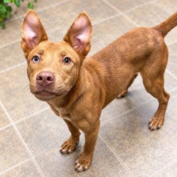 Skyler Marie -  Labrador Retriever and Mixed Breed Dog for Adoption in Hopkinton, Massachusetts - Skyler Marie | PetCurious