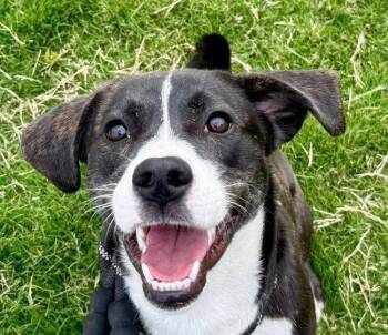 Hype -  Terrier Dog for Adoption in Bloomfield, Connecticut - Hype | PetCurious