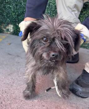 61091754 -  Yorkshire Terrier and Mixed Breed Dog Available for Adoption in El Paso, Texas - 61091754 | PetCurious