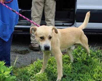 Tyler -  Labrador Retriever and Mixed Breed Dog for Adoption in Morristown, New Jersey - Tyler | PetCurious