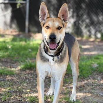 Black Mouth Cur and Mixed Breed Dogs Available for Adoption in Goleta, California - Roy | PetCurious