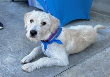 Rescue Wheaten Terrier and West Highland White Terrier Westie Dogs for Adoption in Newport Beach, California - Marshmallow | PetCurious