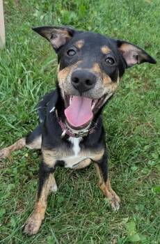 Bandit -  Australian Cattle Dog Blue Heeler Dog for Adoption in Cincinnati, Ohio - Bandit | PetCurious