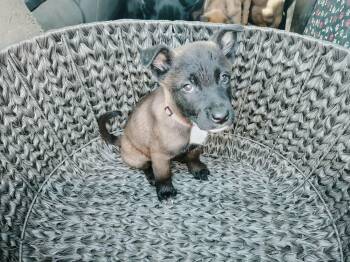 Belgian Shepherd Malinois Dogs Available for Adoption in Northlake, Illinois - Zora | PetCurious