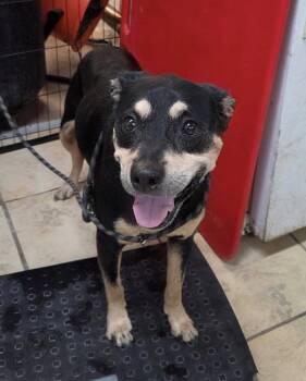 Midnight -  Rottweiler Dog for Adoption in El Centro, California - Midnight | PetCurious