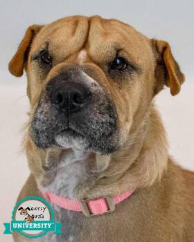Empress -  Shar Pei Dog for Adoption in Kennesaw, Georgia - Empress | PetCurious