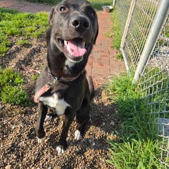 Bama -  Labrador Retriever and Husky Dog for Adoption in Jasper, Indiana - Bama | PetCurious