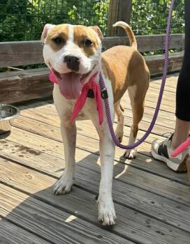 Terrier Dogs Available for Adoption in Lancaster, South Carolina - Lillian | PetCurious