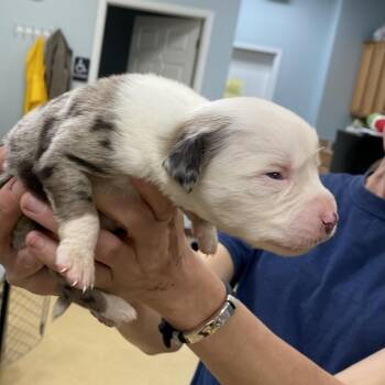 Catahoula Leopard Dog and Mixed Breed Dogs Available for Adoption in Greensboro, Georgia - Peggy | PetCurious