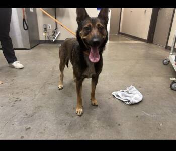 DANI -  German Shepherd Dog Dog for Adoption in Ontario, California - DANI | PetCurious