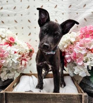 Australian Shepherd and Chihuahua Dogs Available for Adoption in Newberg, Oregon - Muskgraves | PetCurious