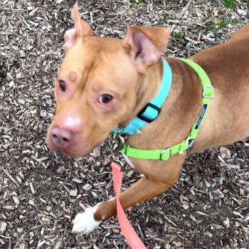 Pit Bull Terrier Dogs Available for Adoption - Luna | PetCurious