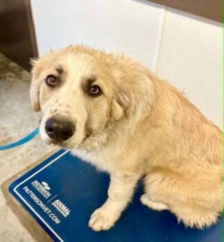 Great Pyrenees and Border Collie Dogs Available for Adoption in Bowling Green, Kentucky - Hulk | PetCurious